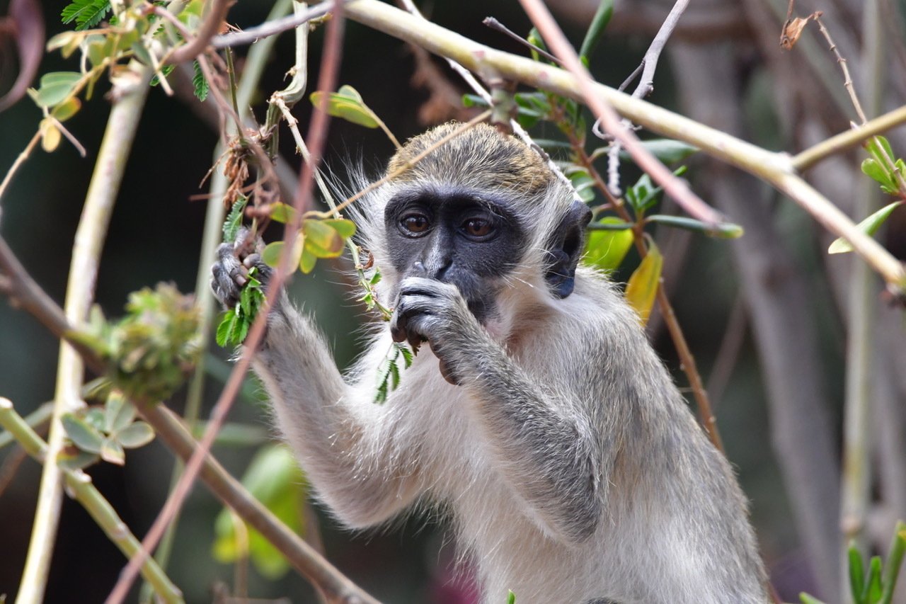 En Cabo Verde, el Santuario dos macacos de Cabo Verde lucha por la  protección de los monos verdes : Cap-Vert