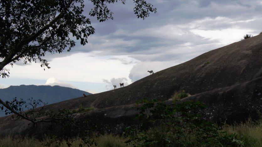 Chèvres sur le rocher de Quibala.