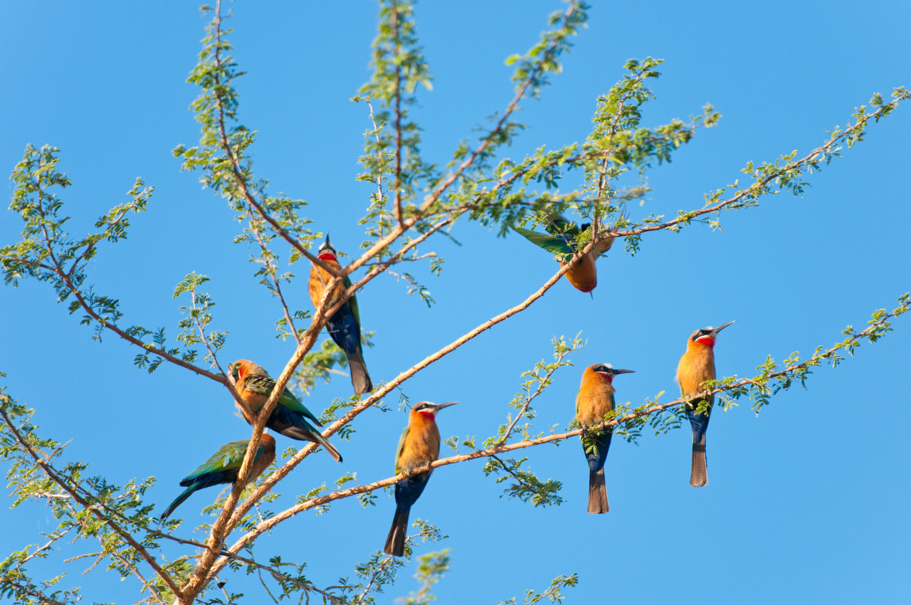 Selous Game reserve.