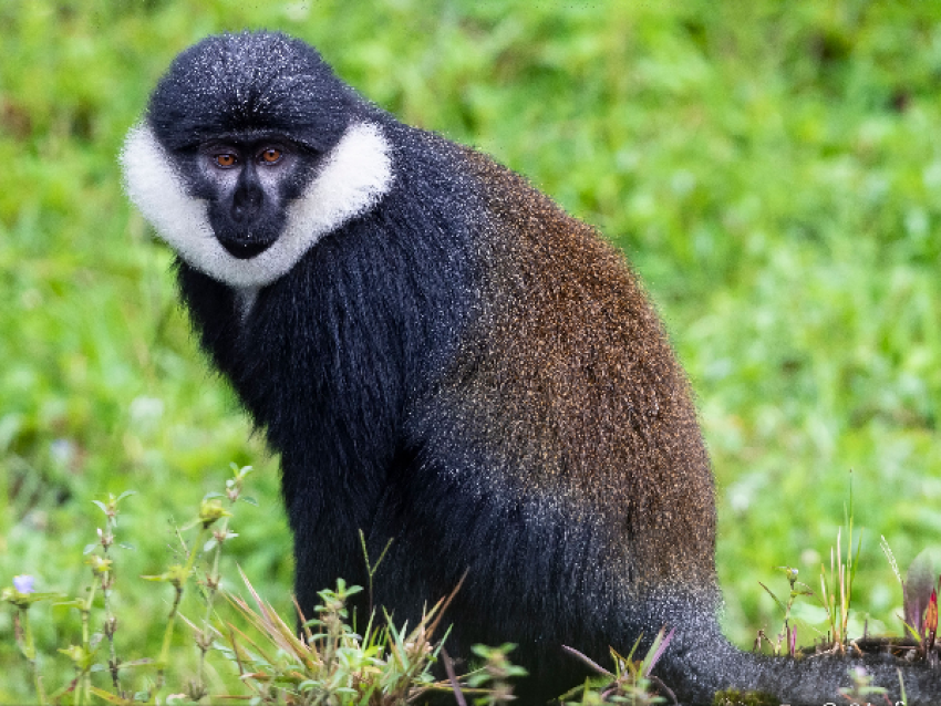 El mono L'hoesty del PN de Nyungwe