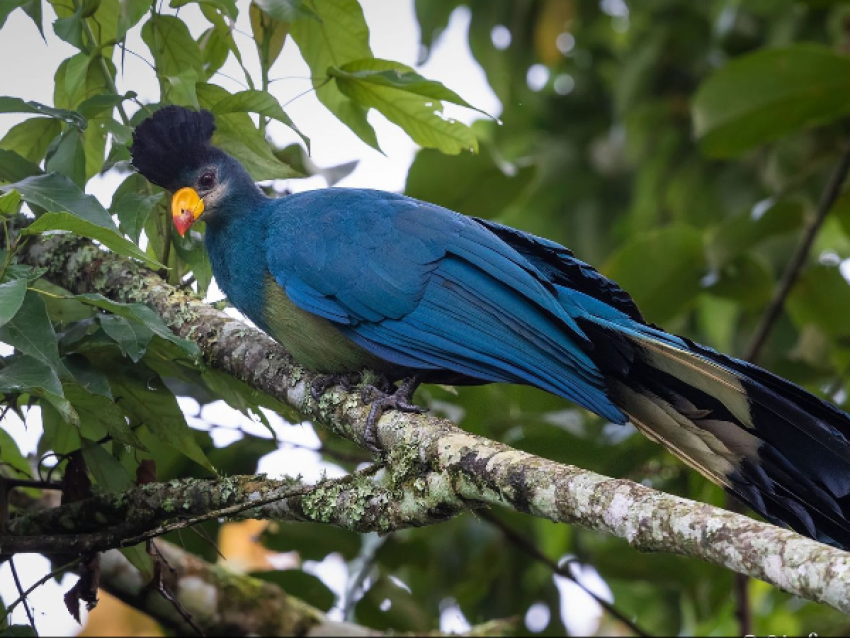 Turaco azul