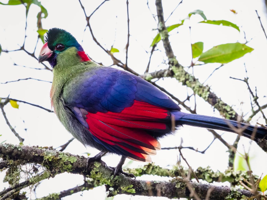Turaco de Rwenzori del PN Nyungwe