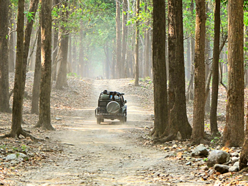Reserva del Tigre de Bandhavgarh