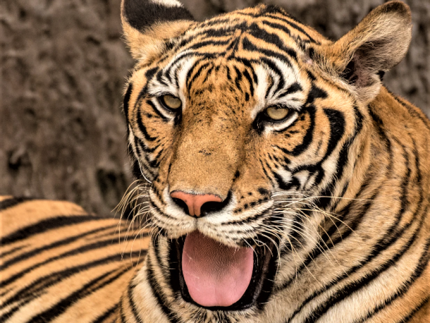 El tigre de Bengala