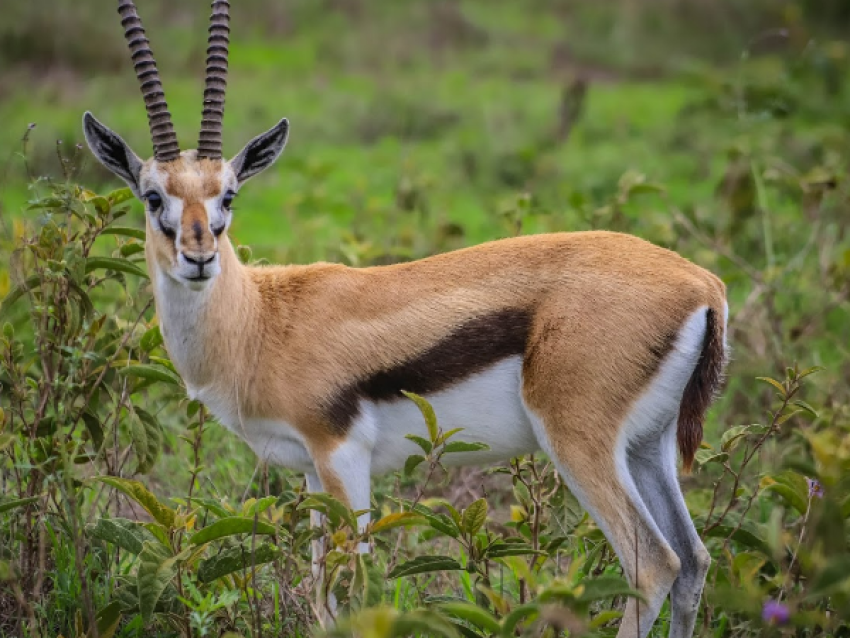Ngorongoro