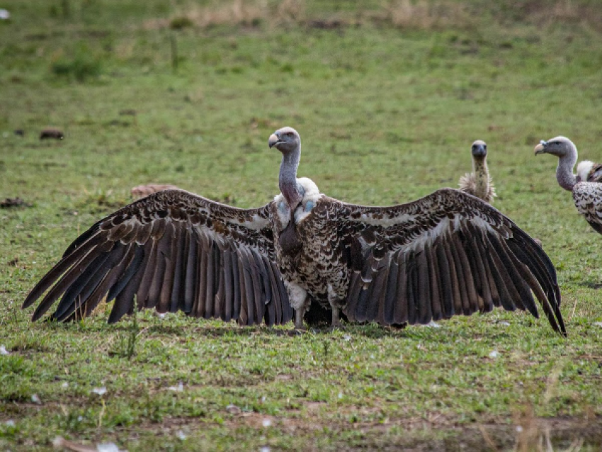 serengeti np
