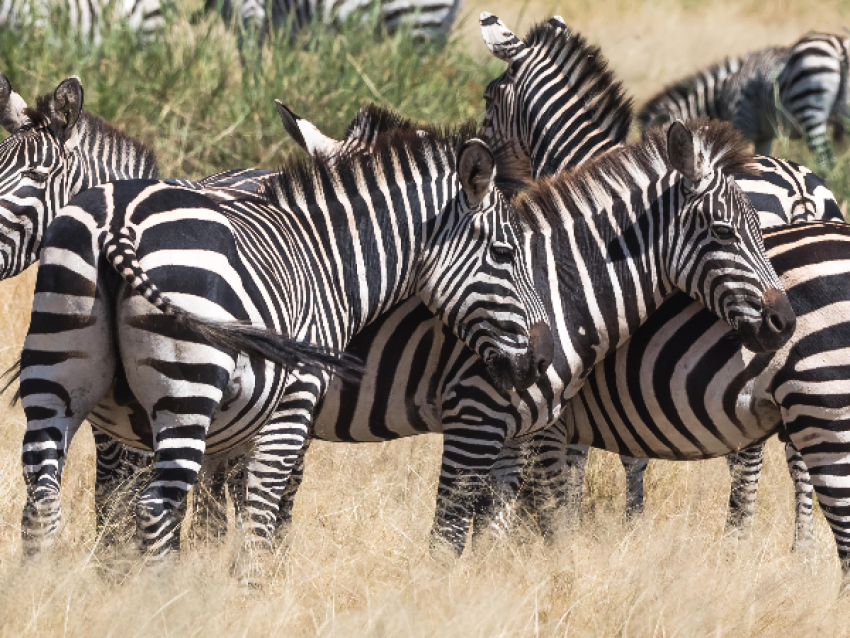 Cebra en el Parque Nacional de Tarangire