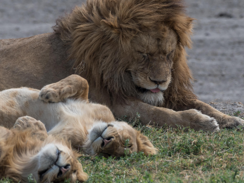 León con cachorros