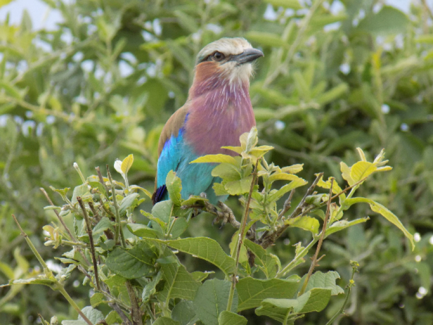 flora y fauna