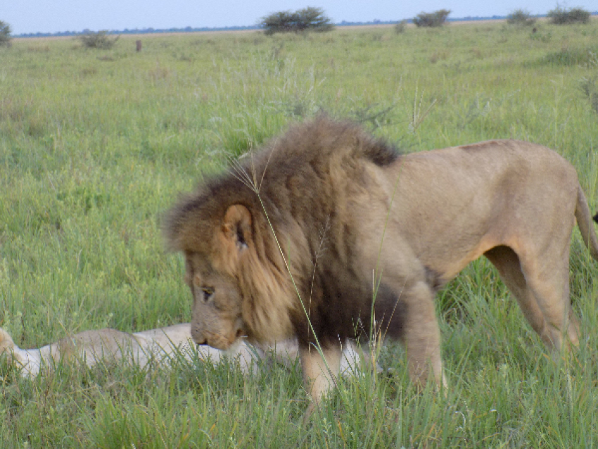 delta del okavango