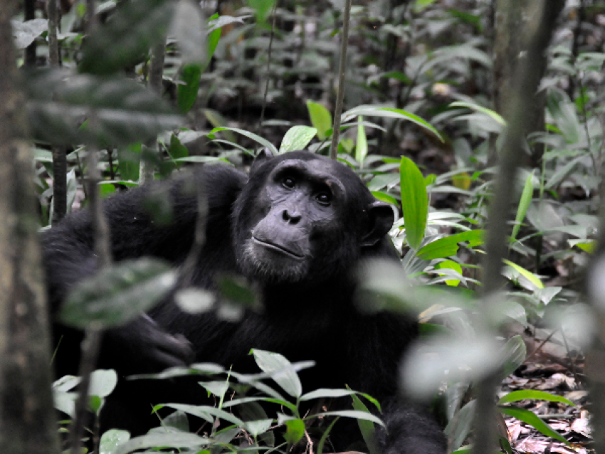 chimpancés 2