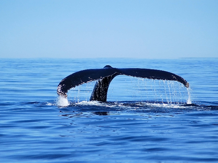 Tadoussac y sus ballenas