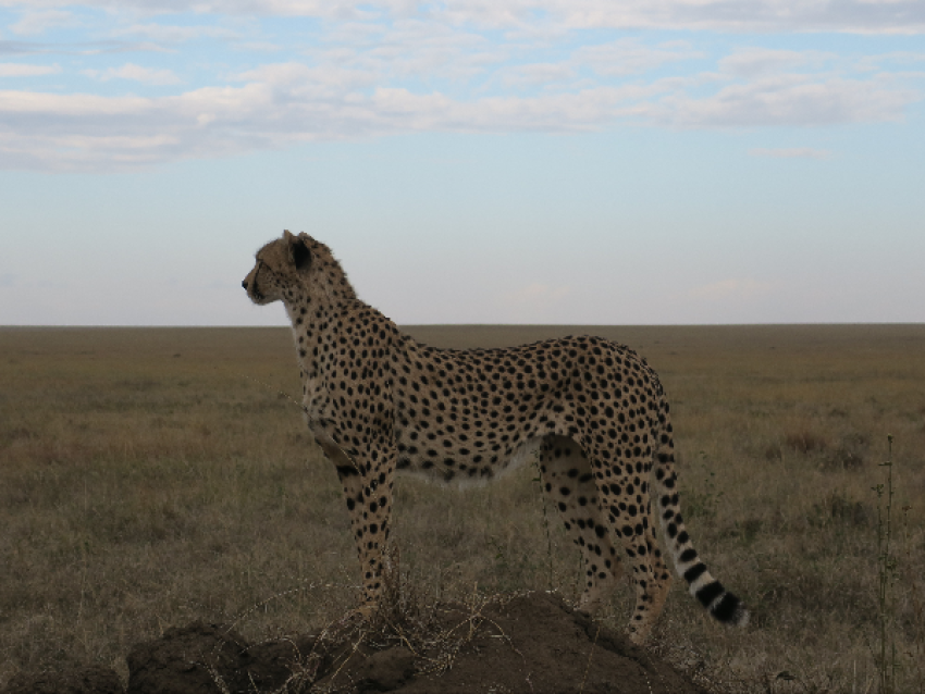 Cheetah