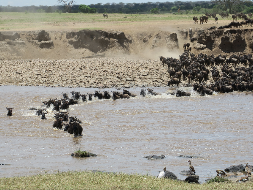Cruce de viudas