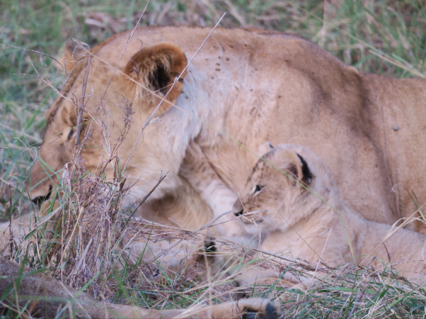 La leona y el ub en el cráter del Ngorongoro