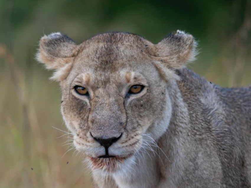 León en el Serengeti