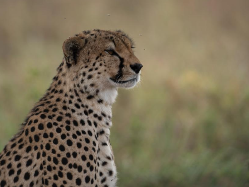 Guepardo en Tarangire