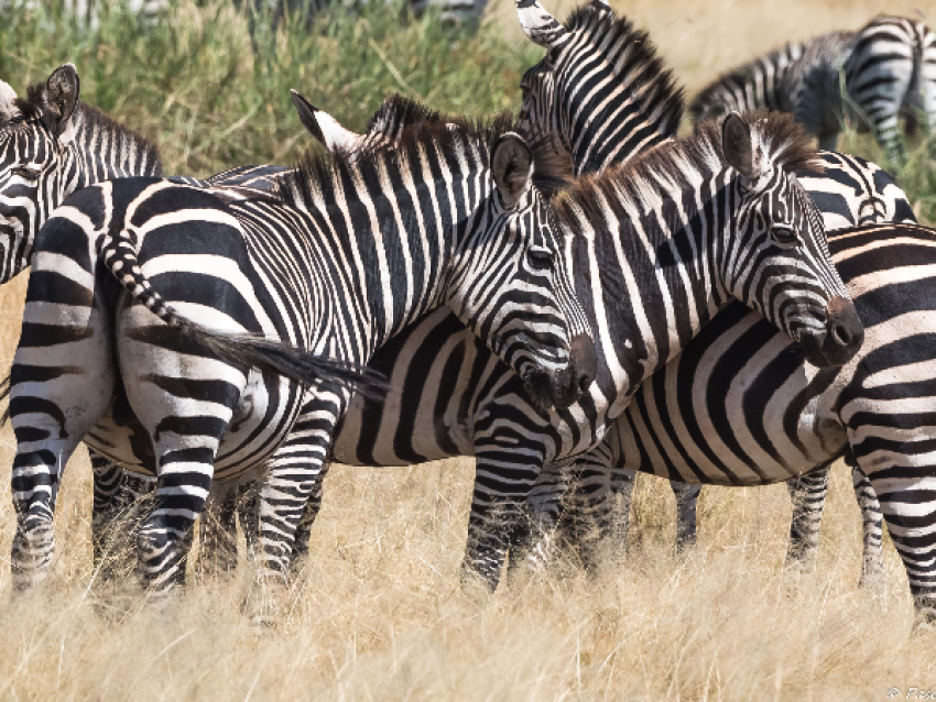 cebras en el serengeti