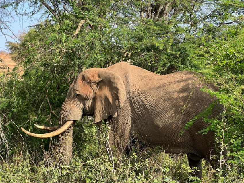 Elefante