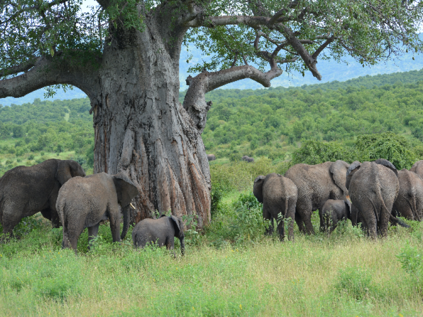 Elefante en el árbol Baobab