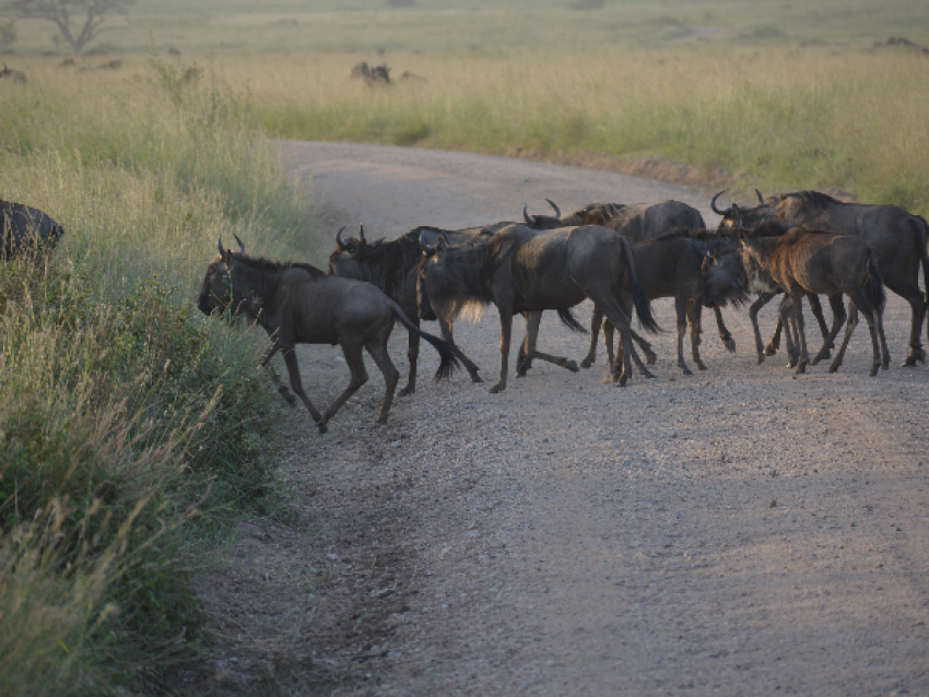 Cruce de la carretera Wildbeest
