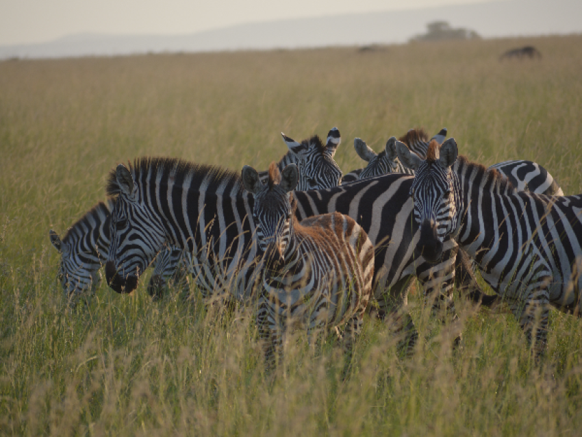 Cebra en el Serengeti