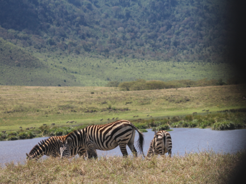 Cebra del Ngorongoro