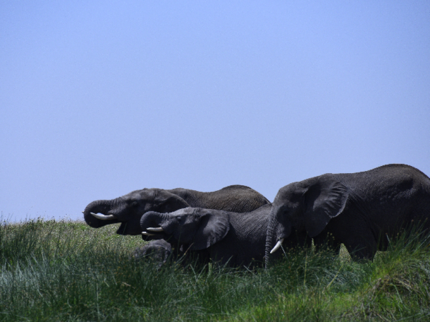 Elefantes gigantes