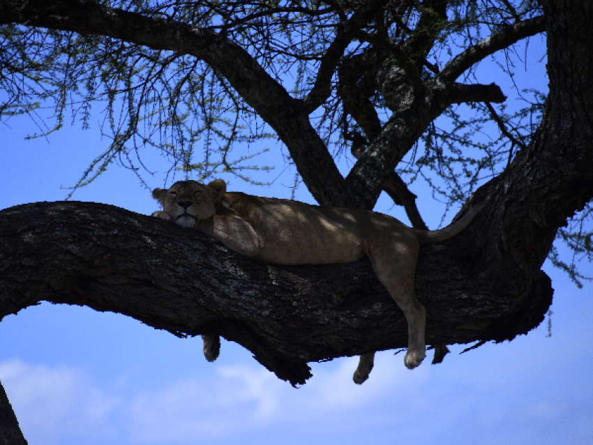 Leones trepadores
