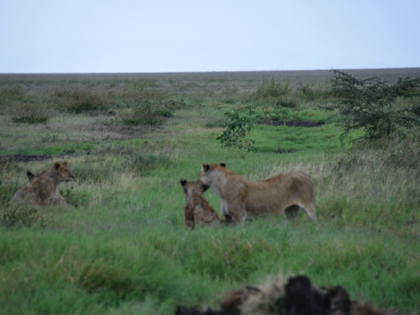 Leones
