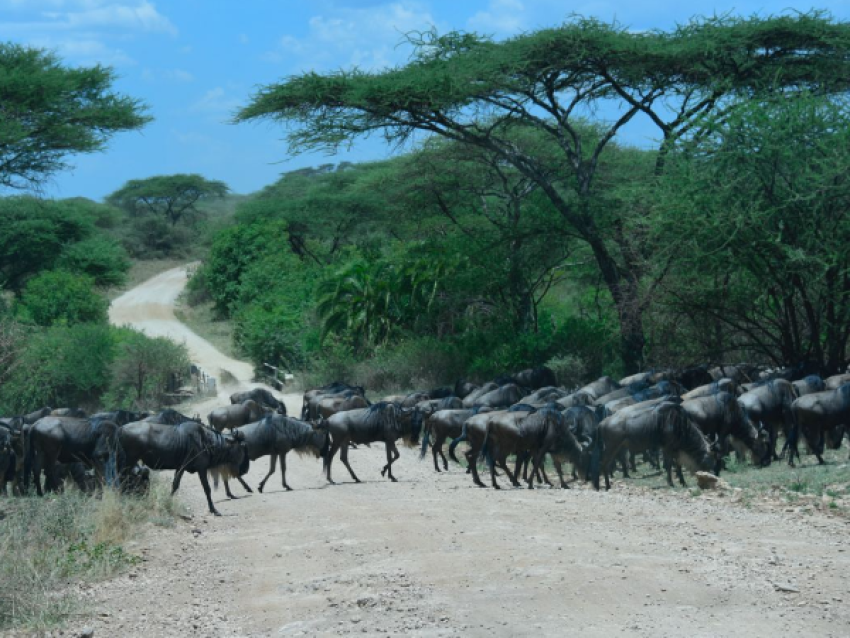 Migración de ñus
