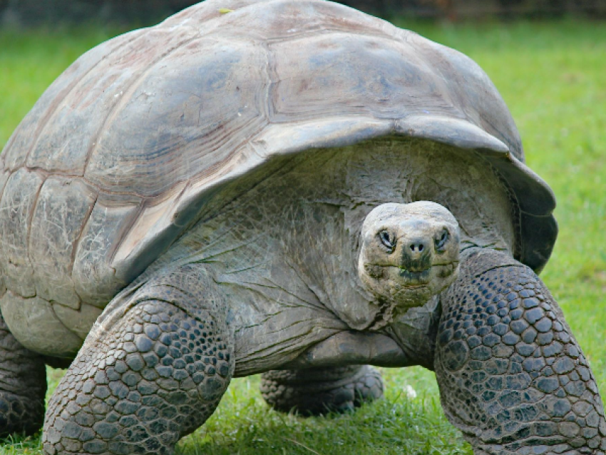 Tortuga gigante