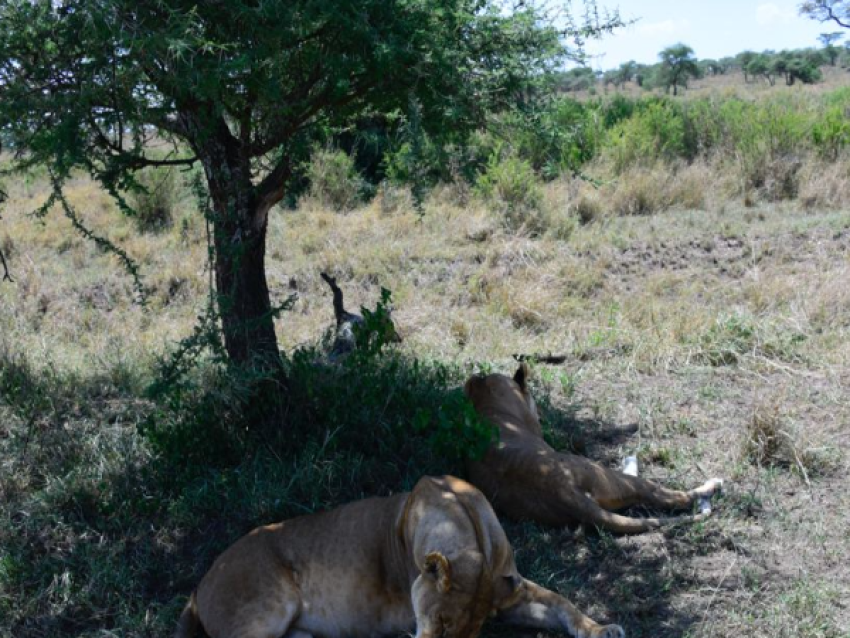 Los leones descansan