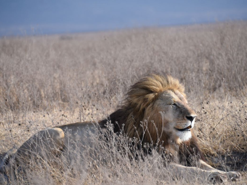 León