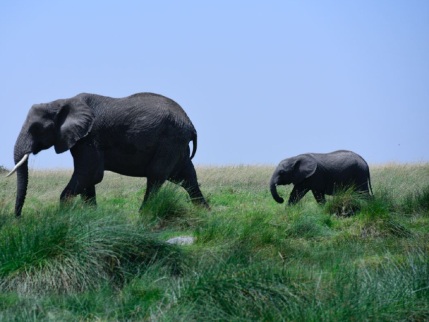 Elefantes gigantes
