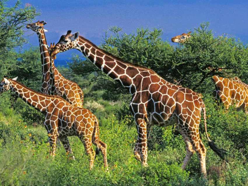Jirafas