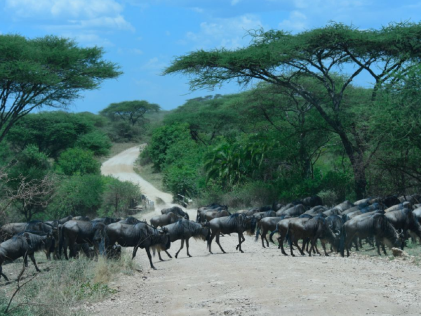 Migración de los ñus