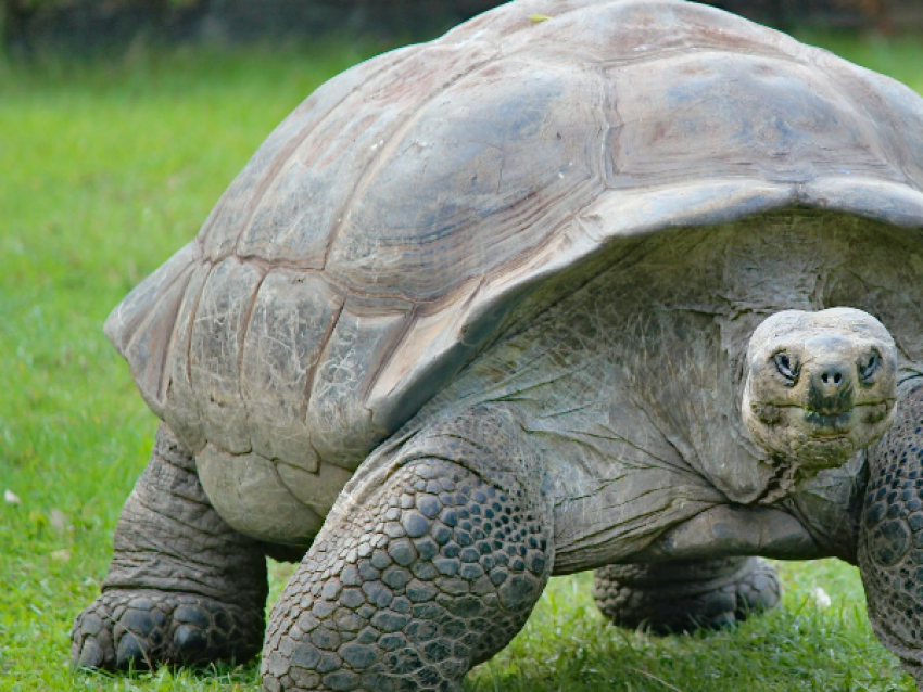 Tortuga