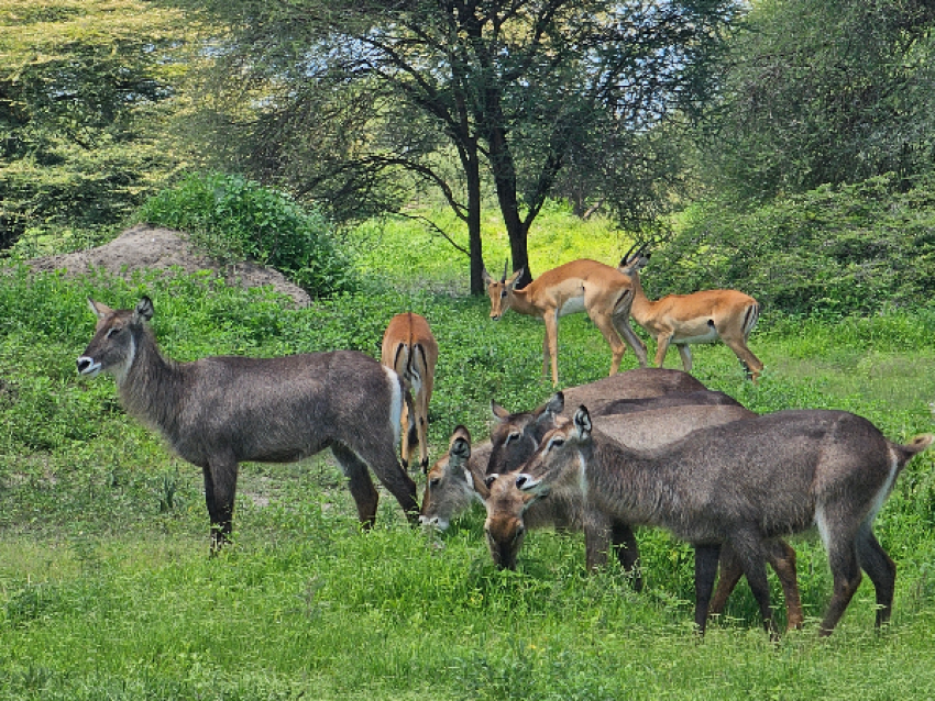 hembra de antílope acuático e impala