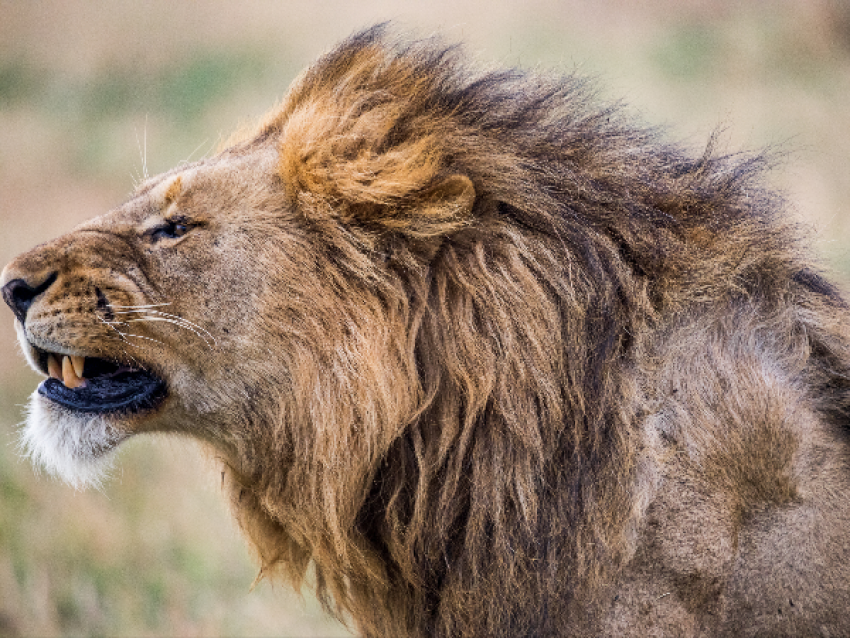 León