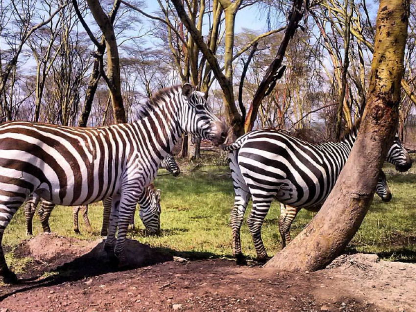 parque nacional de nakuru
