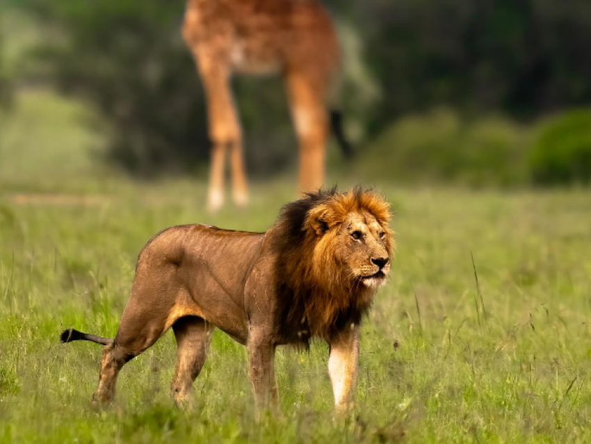 león en el mara
