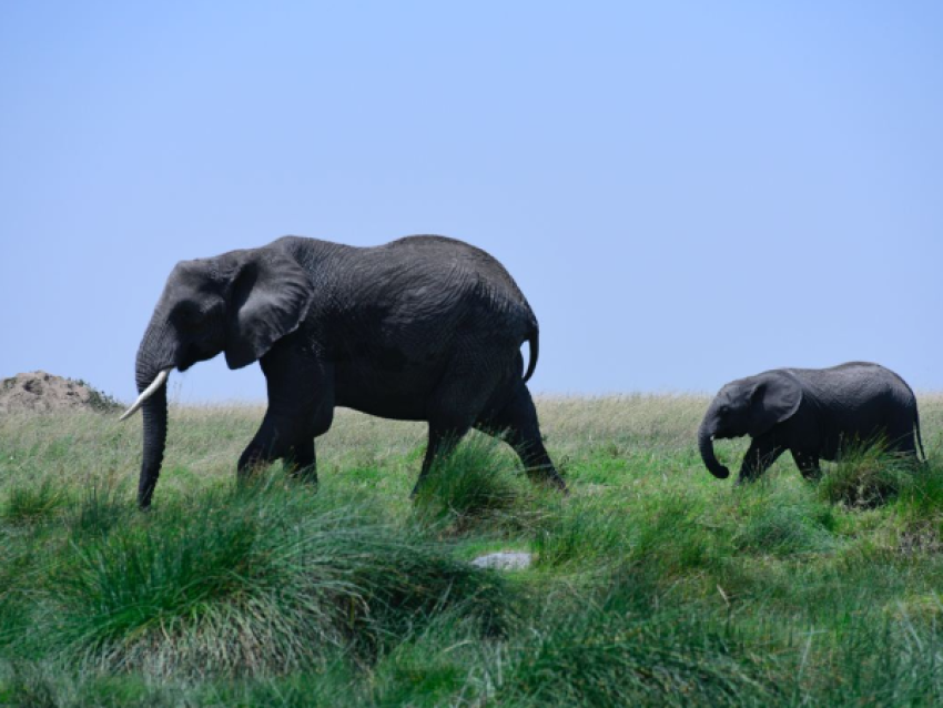 Elefantes gigantes