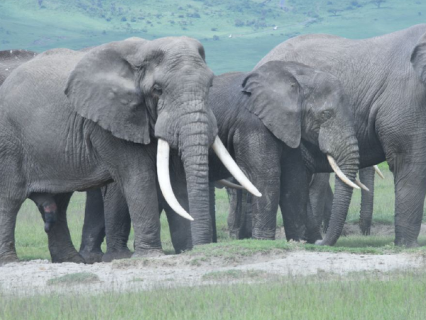 Elefantes gigantes