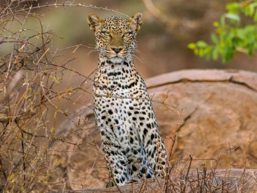 LEOPARDO
