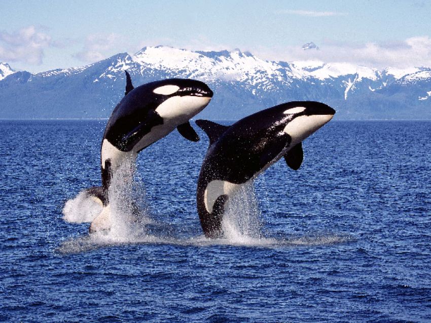 Avistamiento de orcas