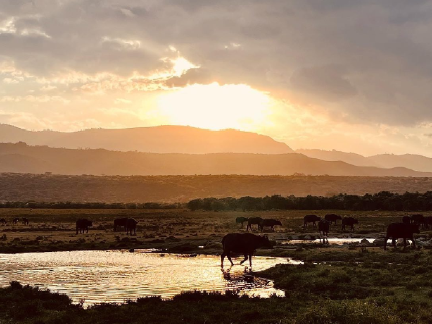 Conservación de Oserengoni