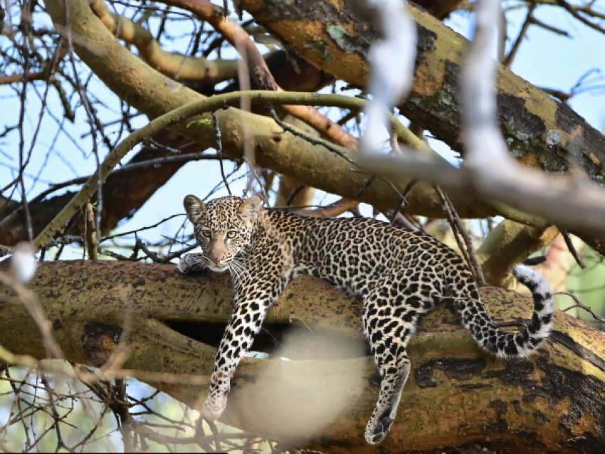 Leopardo en Oserengoni Conservancy