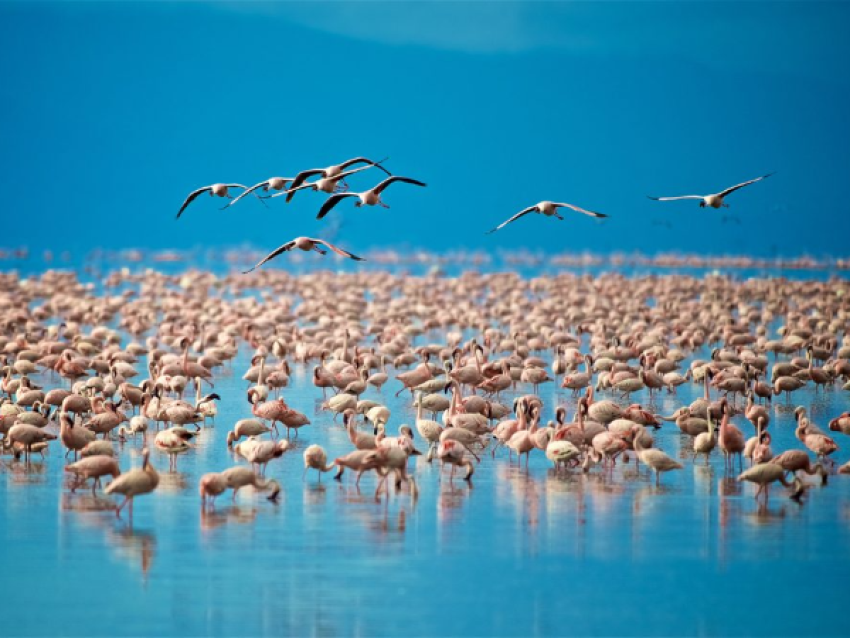 FLAMINGLE