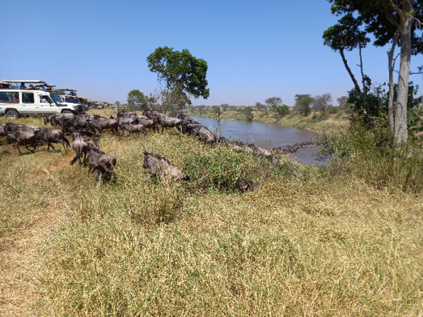 TRAVESÍA DEL SERENGETI MARA
